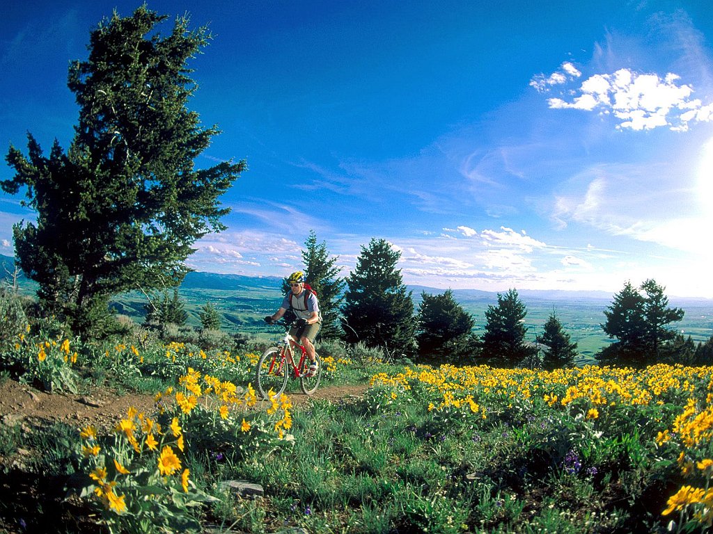 Climbing through Flowers, Bozeman, Montana